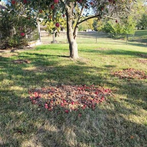Cleanups by NRB LAWN CARE LLC reviewed on June 29, 2022