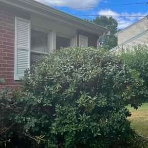 Bush Trimming by Nu Globe Landscaping, LLC reviewed on July 1, 2022