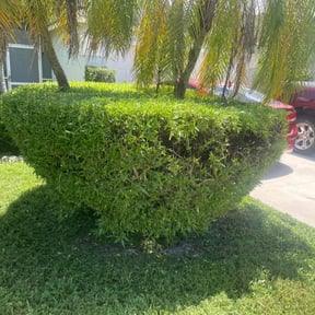 Bush Trimming by TruGreen LawnCare reviewed on June 4, 2025