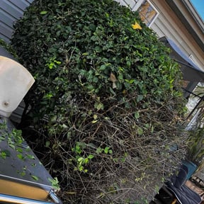 Bush Trimming by Big Boii Landscaping & Mote.... reviewed on May 25, 2022
