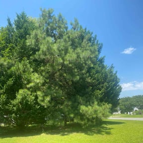 Bush Trimming by Big 3 Lawns and Landscaping reviewed on July 8, 2022