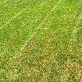Flower Bed Weeding by Cora reviewed on May 12, 2022