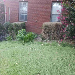 Bush Trimming by Community Lawn reviewed on May 10, 2022