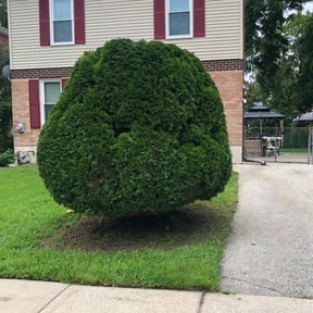 Bush Trimming by SGP Lawn Services reviewed on July 24, 2022