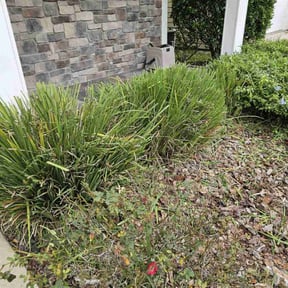 Bush Trimming by Gruntscaper LLC reviewed on December 19, 2024