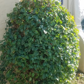 Bush Trimming by Christian Brothers Maintenance reviewed on July 9, 2025