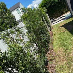 Bush Trimming by Sunshine Services of CFL LLC reviewed on November 18, 2022