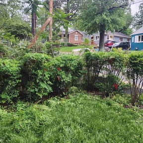 Bush Trimming by Tjs Luxury Lawnservice reviewed on May 17, 2022