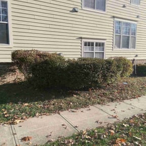 Bush Trimming by X & T Lawn Care reviewed on April 8, 2022