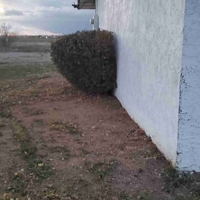 Bush Trimming by Nanda Cherry reviewed on December 15, 2022