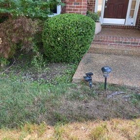 Bush Trimming by Three brothers lawn care reviewed on August 24, 2024