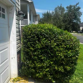 Bush Trimming by Grass Experts reviewed on July 24, 2022