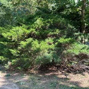 Bush Trimming by Jackson Enterprise Group, LLC reviewed on June 25, 2022
