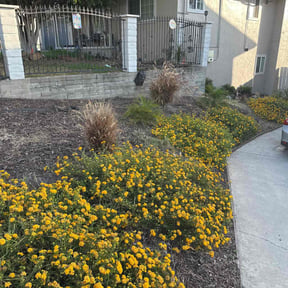 Weeding by LSLTDallas/FortWorthTruGreen reviewed on June 25, 2025