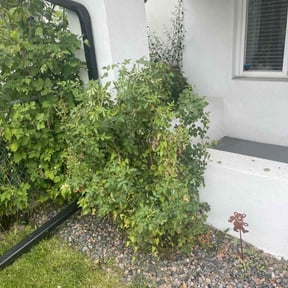 Bush Trimming by TruGreen LawnCare reviewed on August 15, 2024