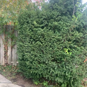 Bush Trimming by A&W Quality Lawn Care reviewed on May 21, 2022