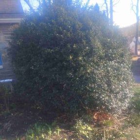 Bush Trimming by NEW CREATION LAWN PROFESSIONALS reviewed on May 19, 2022