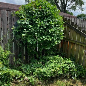Bush Trimming by Robert Bond Sr reviewed on June 30, 2022