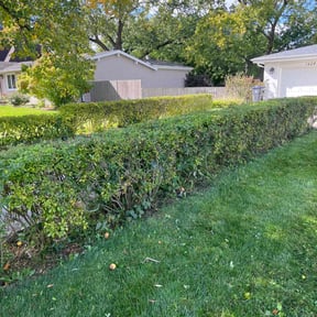 Bush Trimming by Sebastian's concrete and landscaping reviewed on June 21, 2022