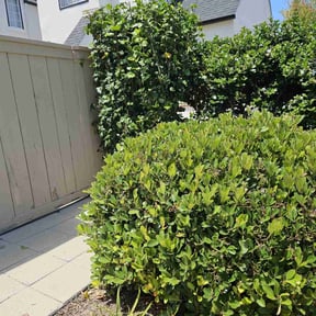Bush Trimming by Jeri Cleaning Services reviewed on July 20, 2022