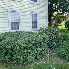 Bush Trimming by Super Fare Lawn Care reviewed on June 5, 2022