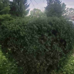 Bush Trimming by Jackson way reviewed on November 9, 2021