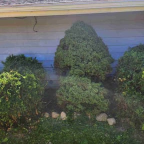 Bush Trimming by Wolverine Lawncare reviewed on July 5, 2022