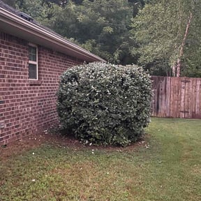 Bush Trimming by Community Lawn reviewed on July 25, 2022