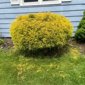 Bush Trimming by Green Day Lawn Service reviewed on April 10, 2022