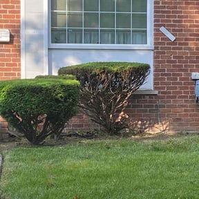Bush Trimming by Carr Enterprises WNY reviewed on June 7, 2022