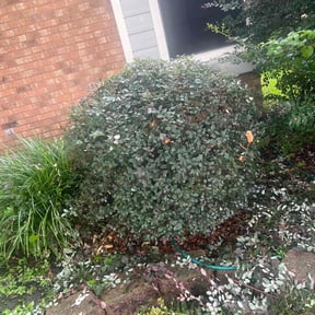 Bush Trimming by Javan Lopez reviewed on October 26, 2022