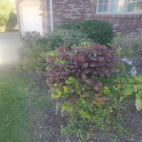 Bush Trimming by Phase 1 Landscaping reviewed on May 26, 2025