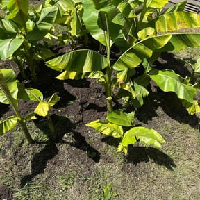 Weeding by Big Boy Landscaping reviewed on July 20, 2025