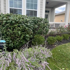 Bush Trimming by Green Cutters reviewed on May 15, 2022