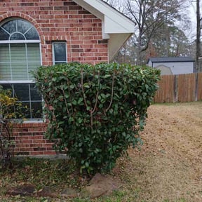 Bush Trimming by Summerall lawn service reviewed on July 8, 2022