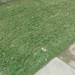 Cleanups by Integrity Lawn Care reviewed on January 5, 2022
