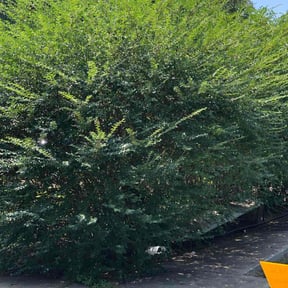 Bush Trimming by Arbor Pro Tree & Landscaping reviewed on June 5, 2025