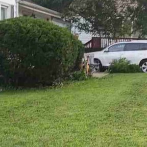 Bush Trimming by Jerrod &amp; Sons Hauling Towing and Landscaping Services LLC reviewed on April 7, 2025