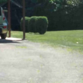 Bush Trimming by Ace lawn service reviewed on May 8, 2022