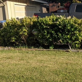 Bush Trimming by S.E. Landscaping reviewed on May 25, 2022