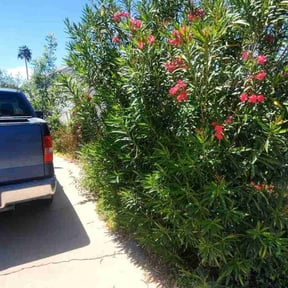 Bush Trimming by maintenance and landscaping reviewed on May 23, 2025