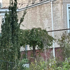 Bush Trimming by Thomas's Lawn Care reviewed on February 15, 2022
