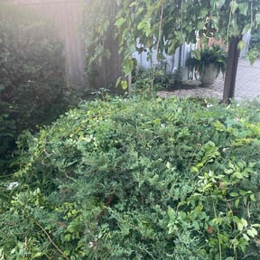 Bush Trimming by 3D GARDEN DESIGN and lawn care reviewed on April 8, 2025