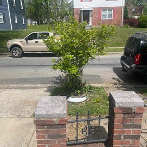 Bush Trimming by Lawn In Order reviewed on May 12, 2022