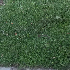 Flower Bed Weeding by Ace lawn service reviewed on June 12, 2022