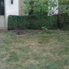 Bush Trimming by Burdock Lawn's and More reviewed on July 31, 2022