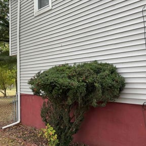 Bush Trimming by Darrie reviewed on June 20, 2022