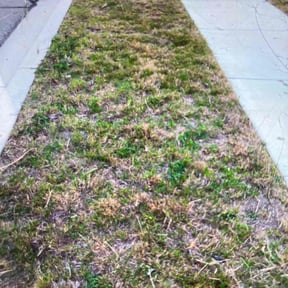 Weeding by RJ landscaping reviewed on April 29, 2022