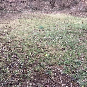 Leaf Removal by KeyBoy Entertainment reviewed on July 30, 2025