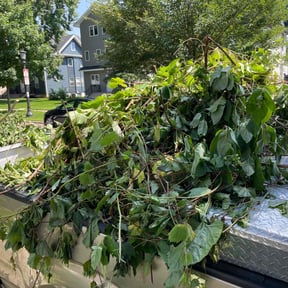 Cleanups by Carrolls landscaping and snow removal reviewed on August 2, 2022